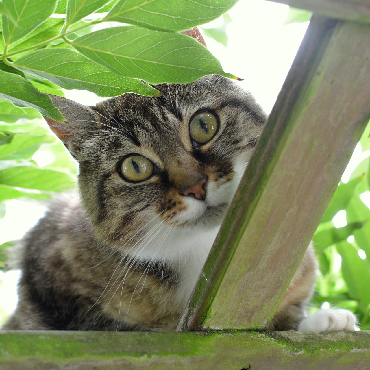 cat animal curious free photo