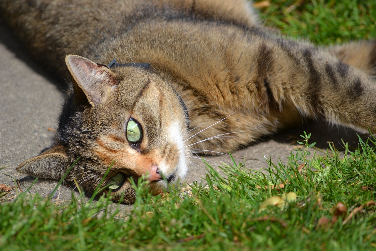 cat grass in the grass free photo