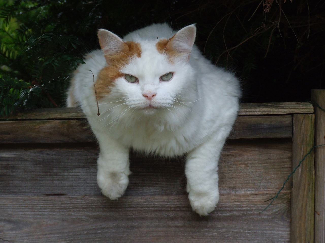 cat white turkish van free photo