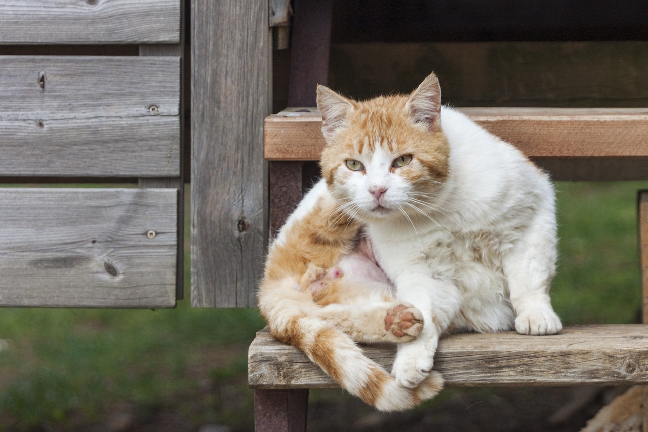 cat domestic cat kitten free photo