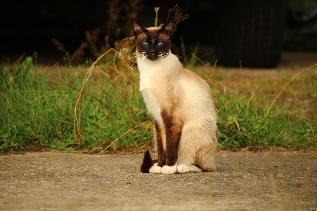 cat mieze siamese cat free photo