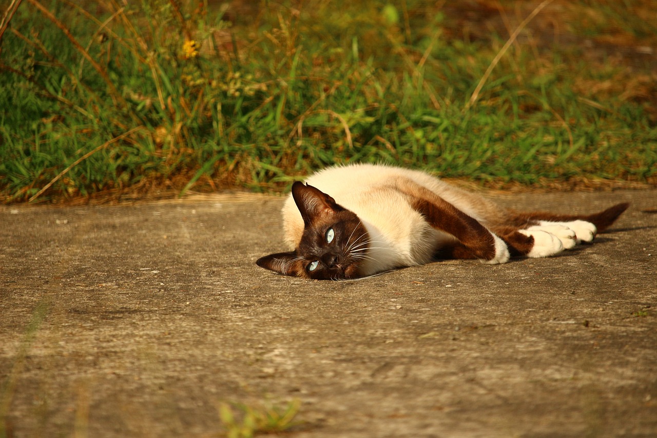 cat mieze siamese cat free photo