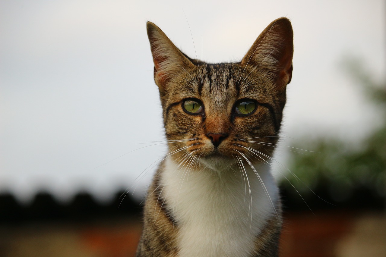 cat kitten mieze free photo