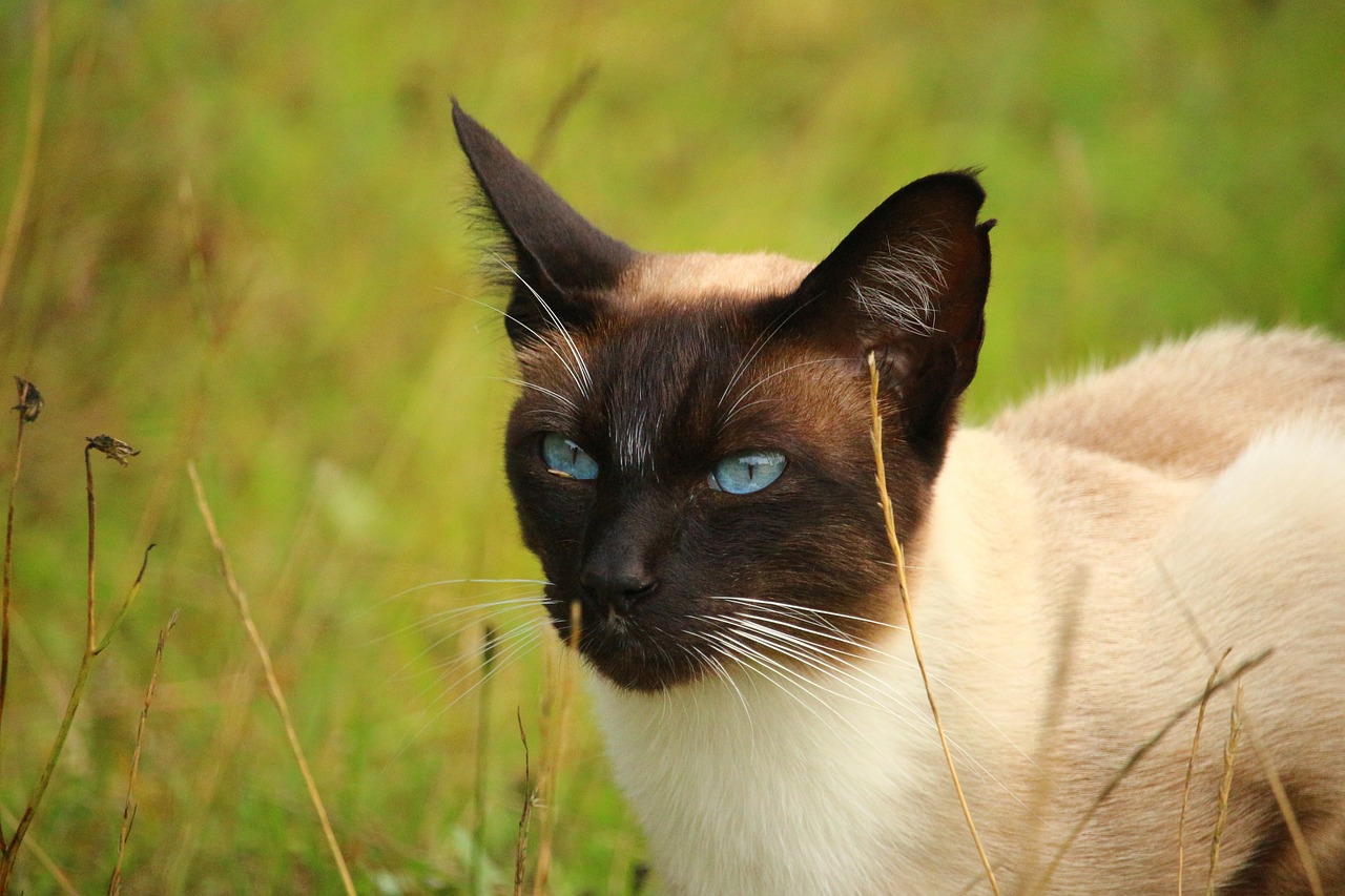 cat mieze siamese cat free photo