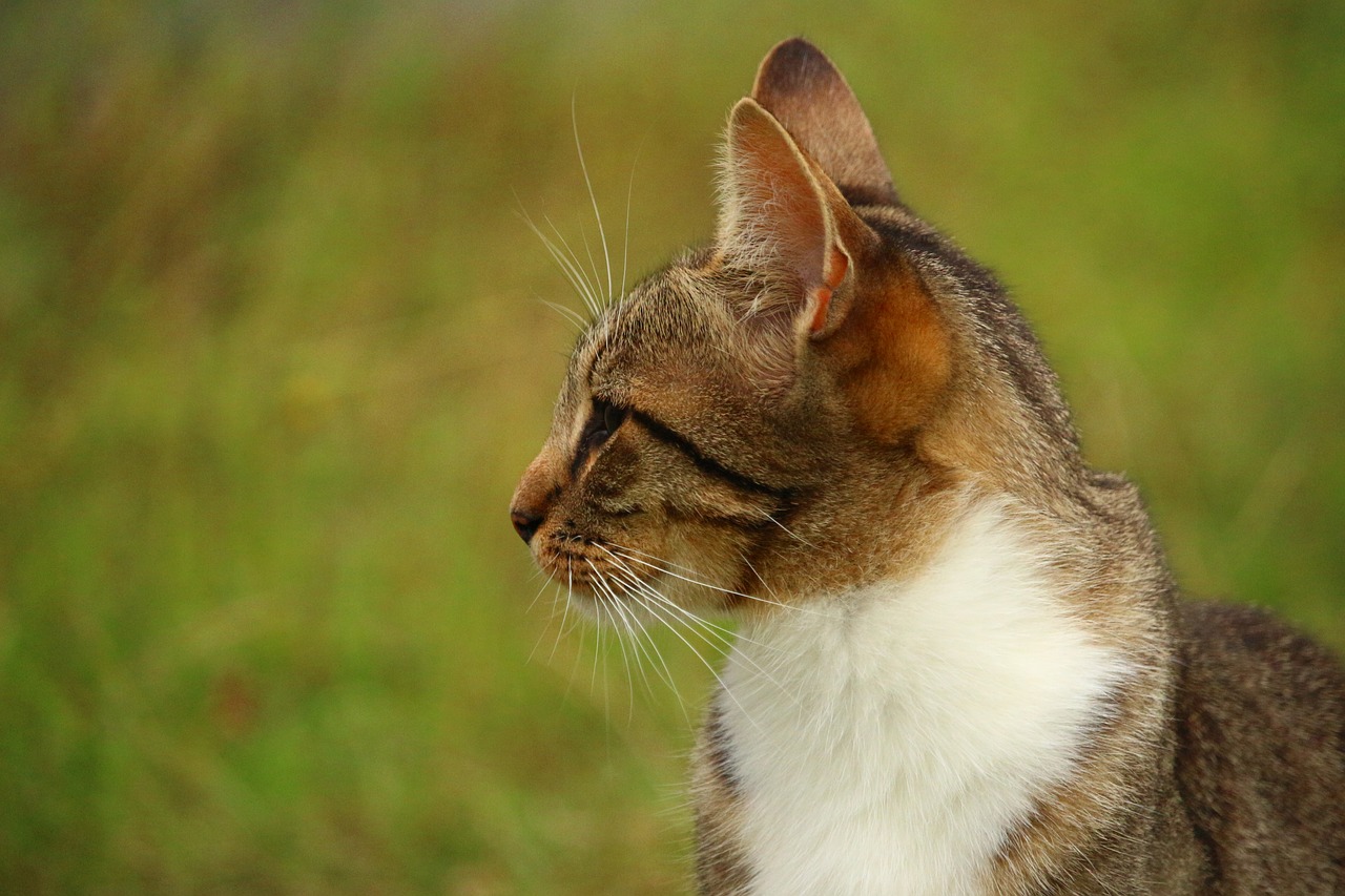 cat kitten mieze free photo