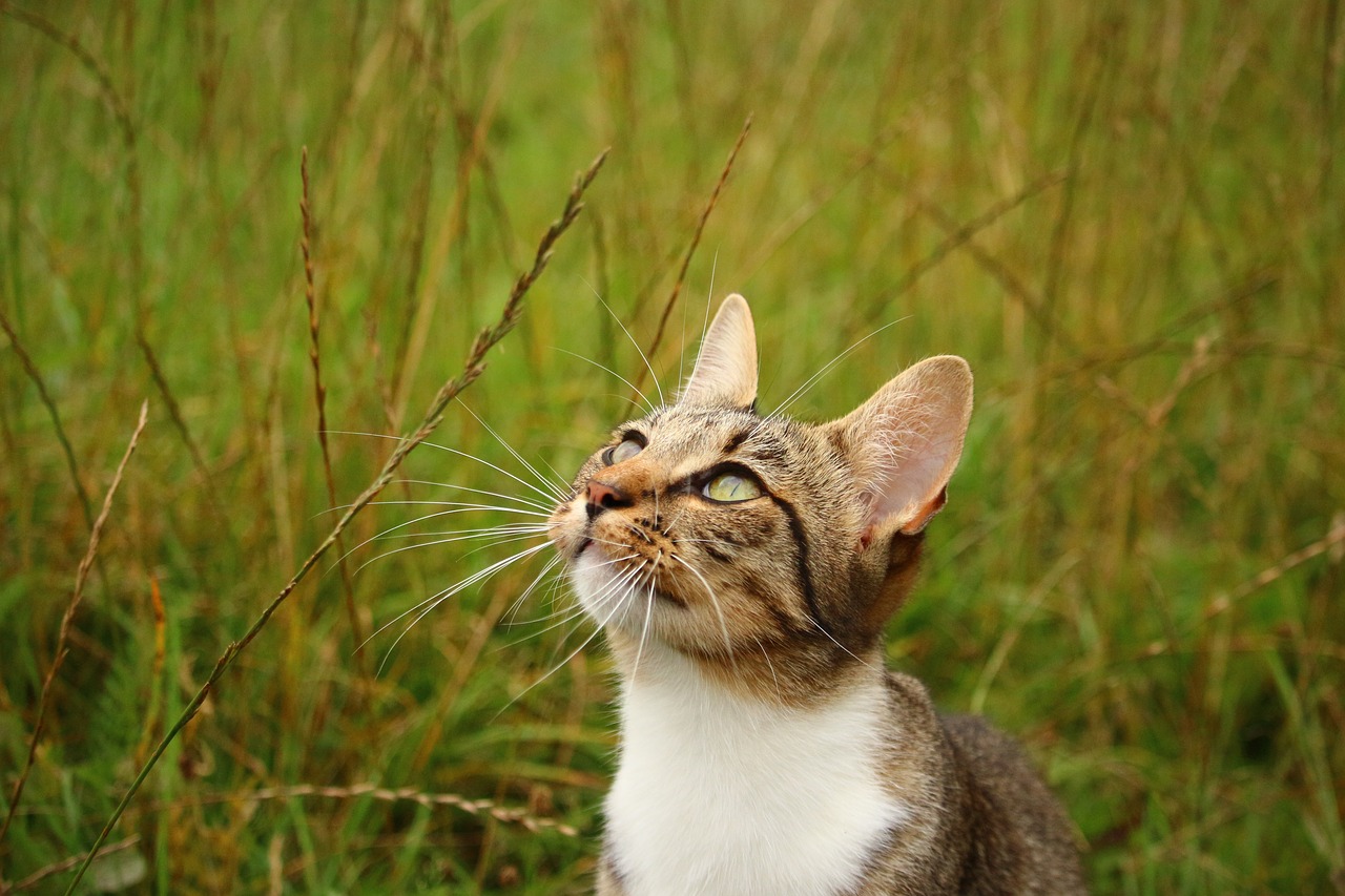 cat kitten mieze free photo