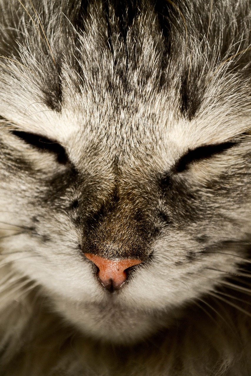 cat cat nose katzenschnautze free photo