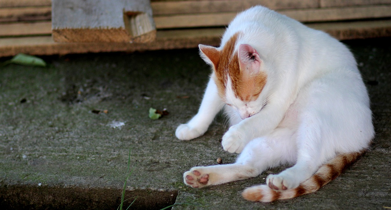 cat white orange free photo