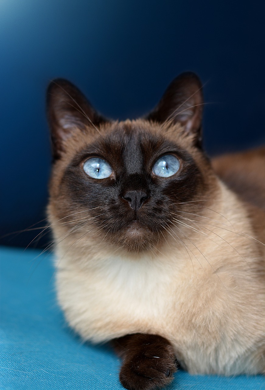 cat siamese cat blue eye free photo