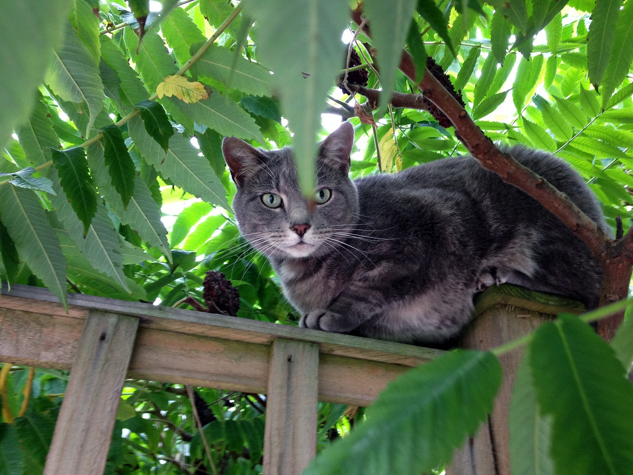 cat tree green free photo