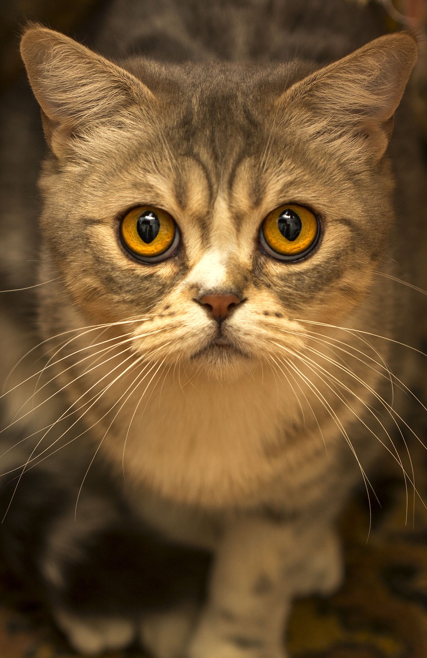 cat eyes portrait free photo