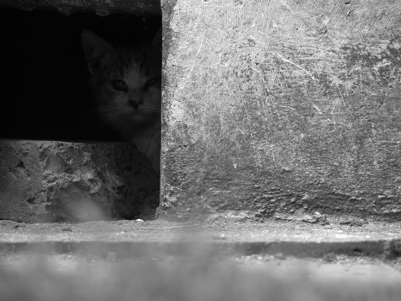 cat the fear kitten free photo