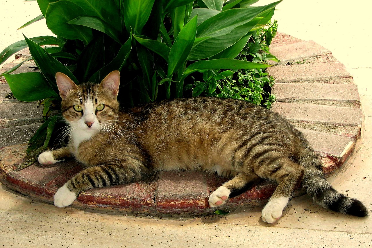 cat mackerel rest free photo