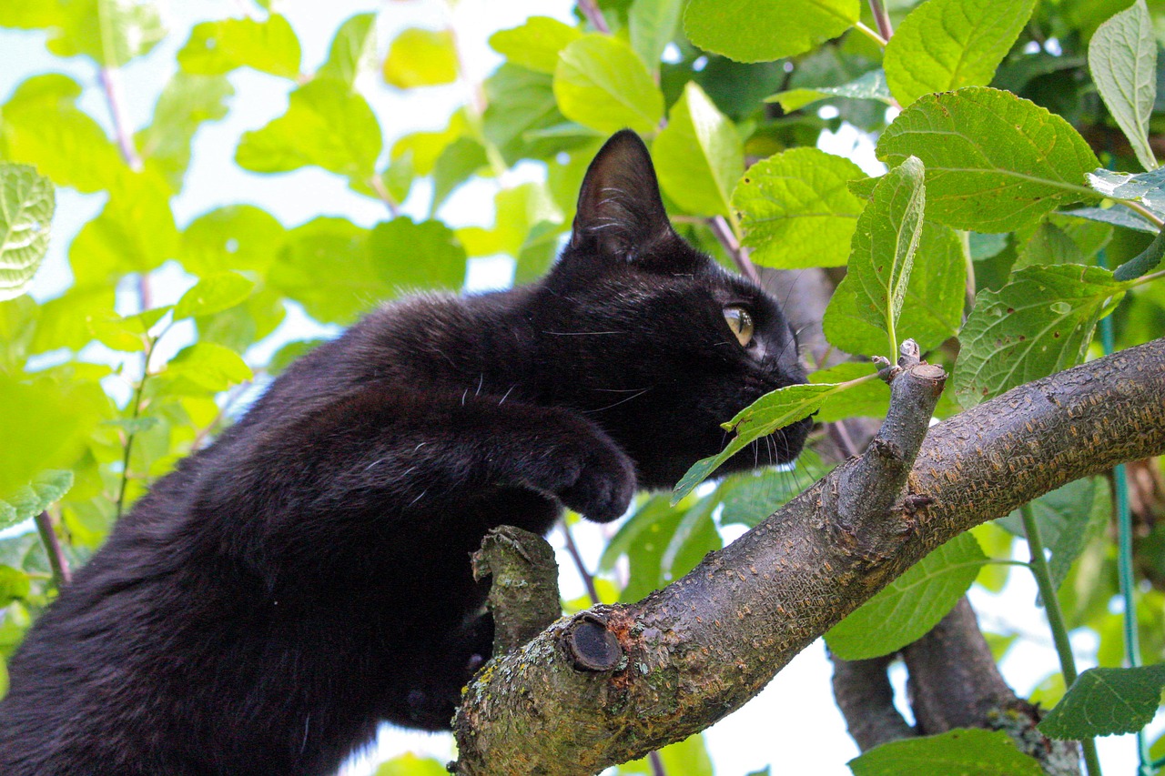 cat curious animal free photo