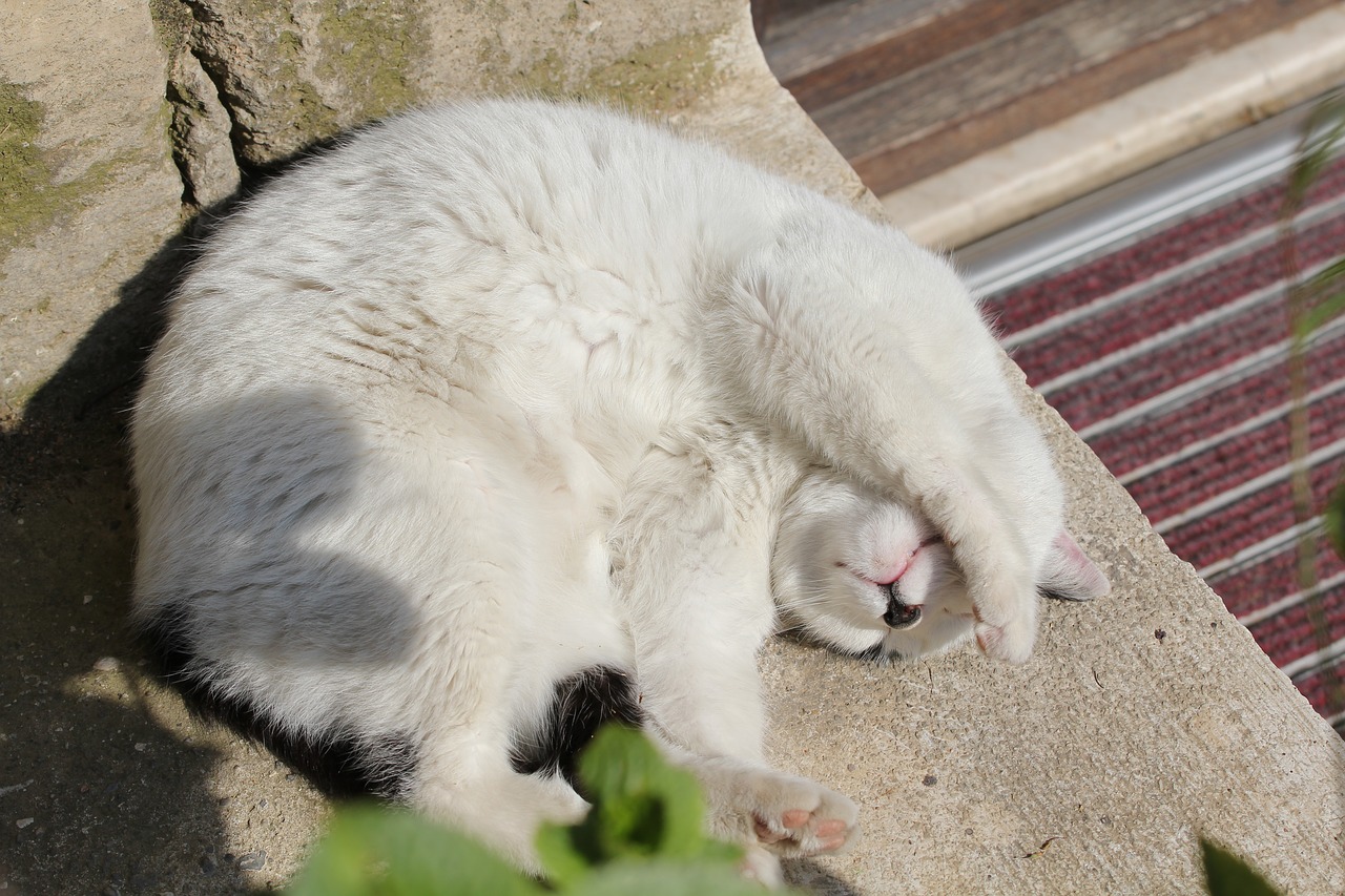 cat lazing around sun free photo