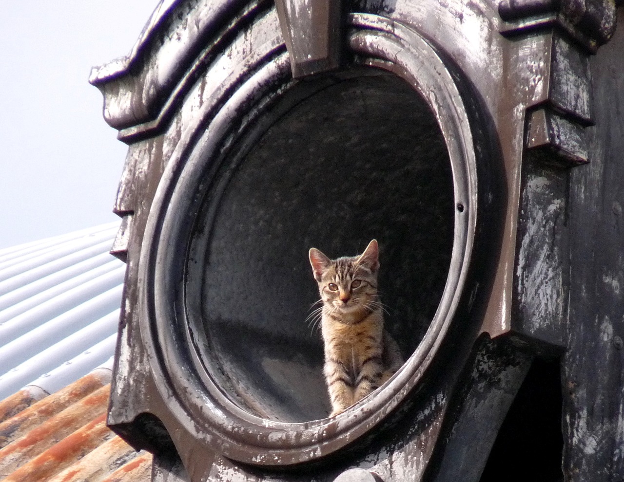 cat roof home free photo