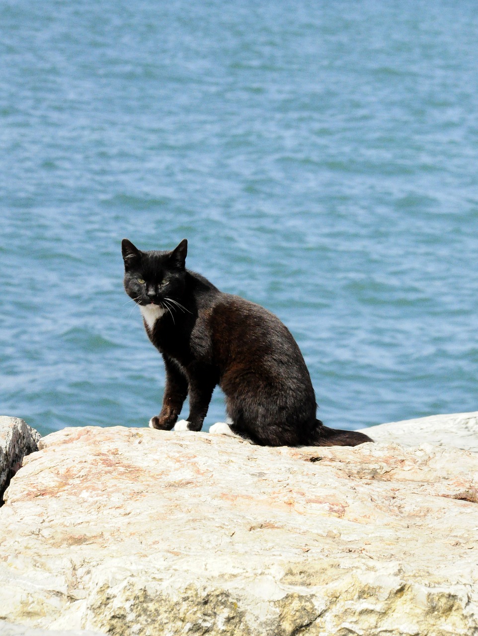 cat beach black cat free photo