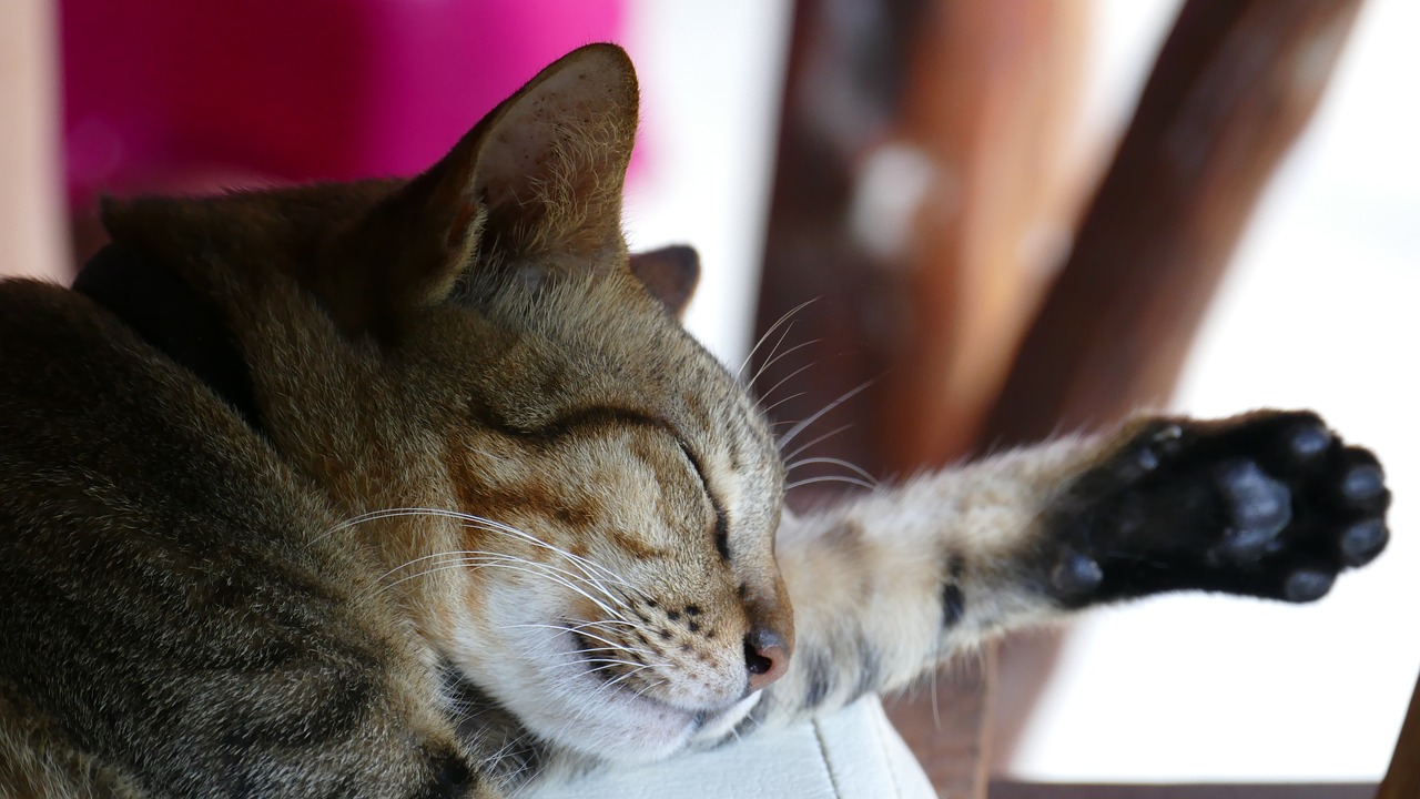 cat cute sleep free photo