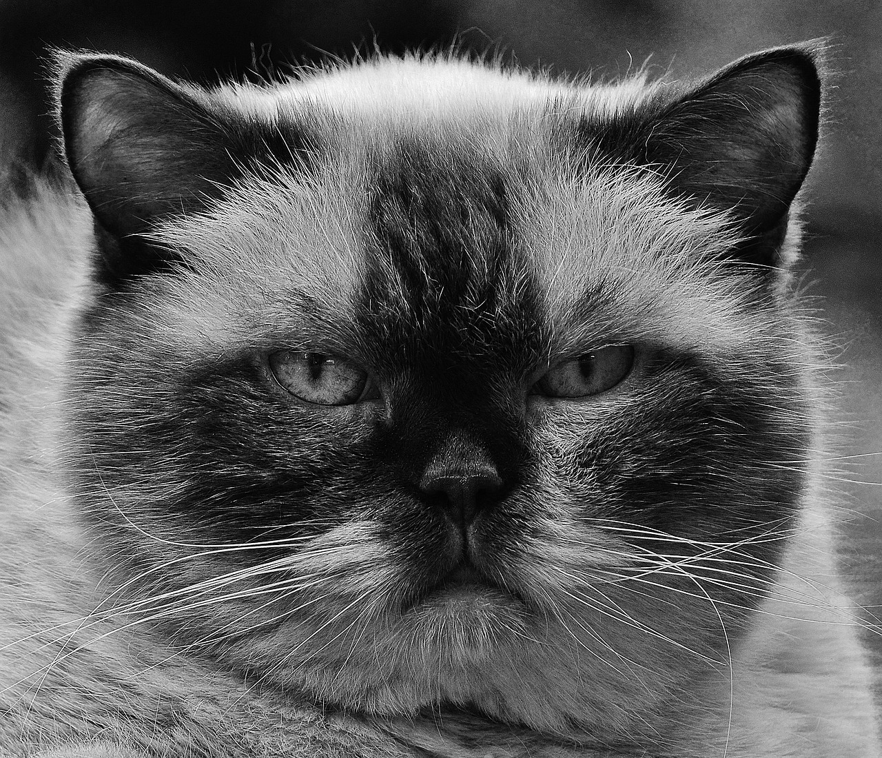 cat british shorthair black and white free photo