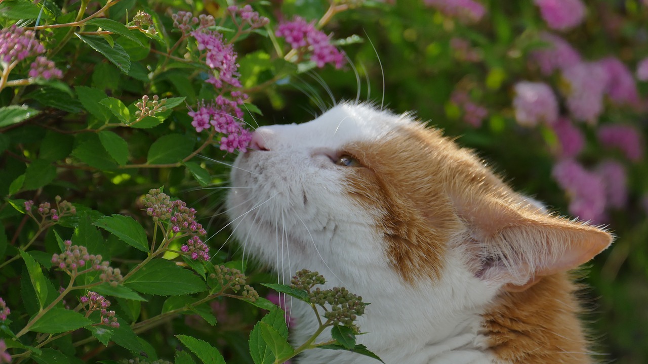 cat blossom bloom free photo