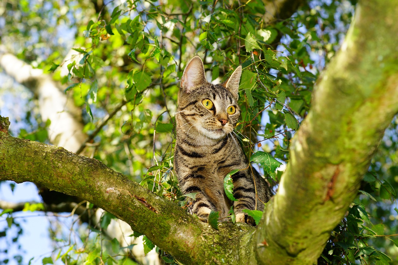 cat tree climb free photo