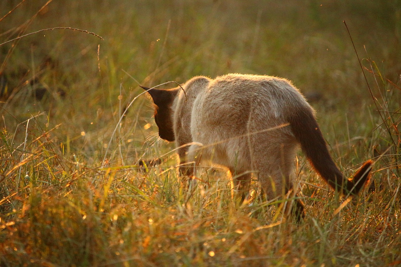 cat mieze siamese cat free photo