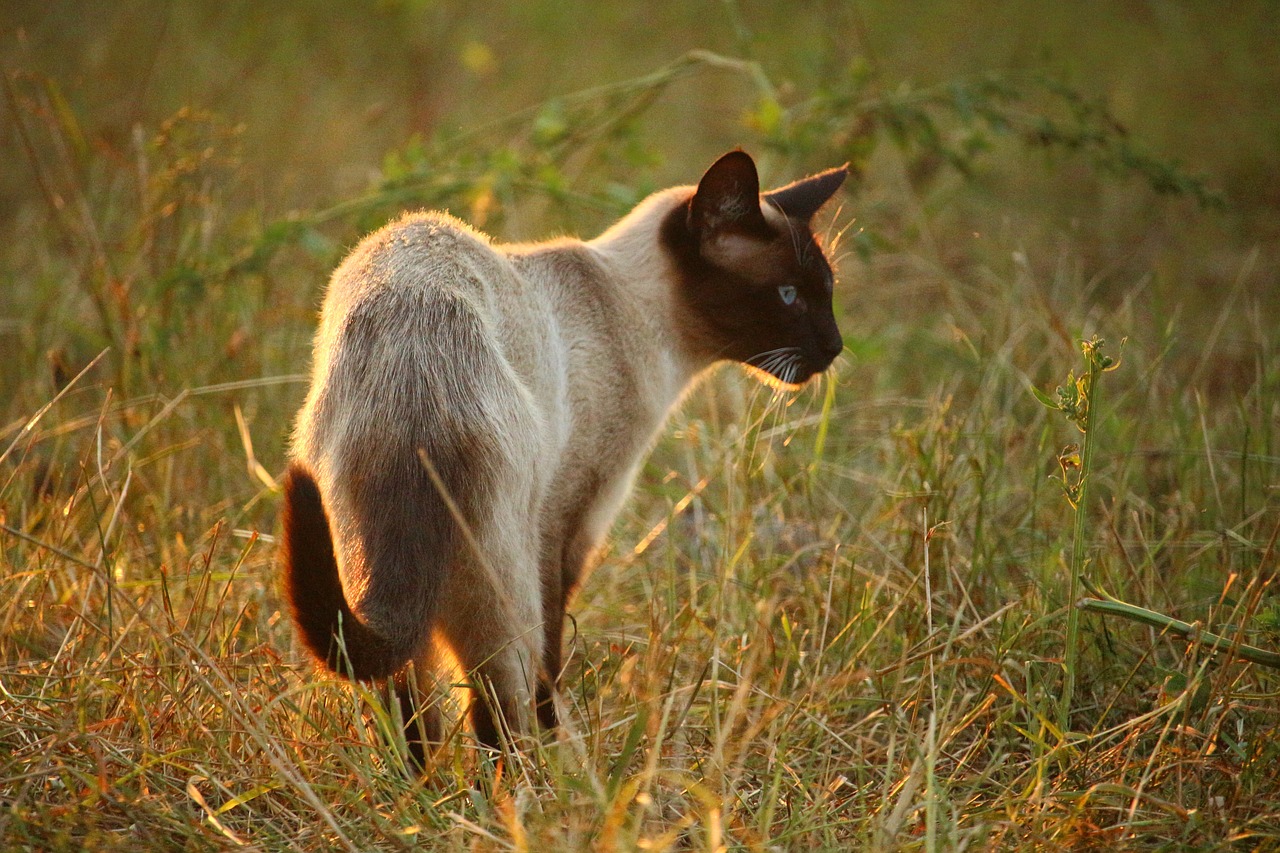 cat mieze siamese cat free photo