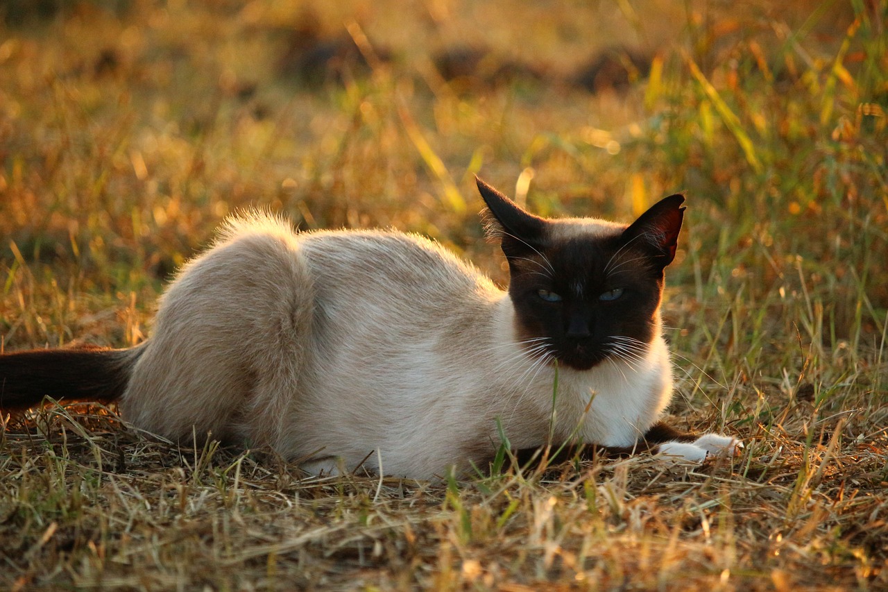 cat mieze siamese cat free photo