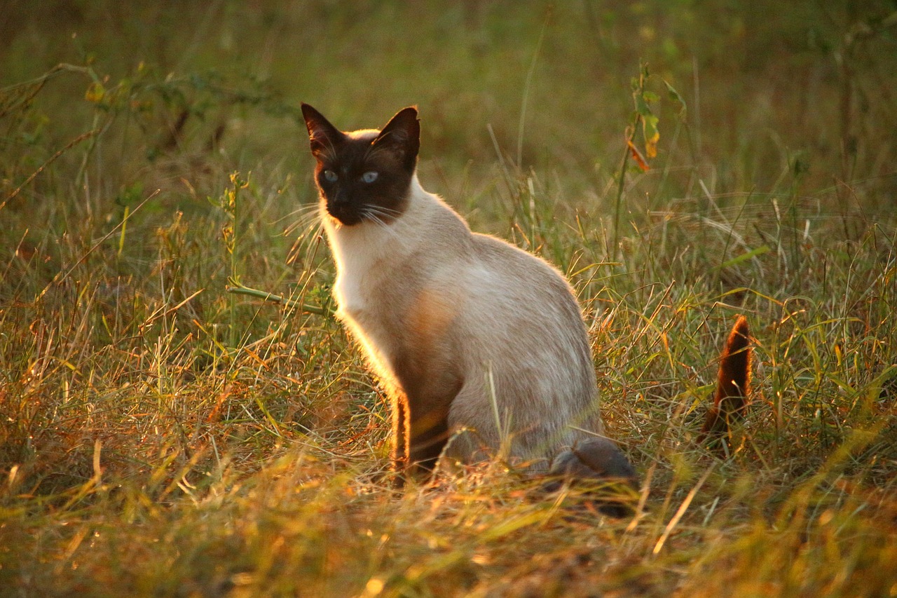 cat mieze siamese cat free photo