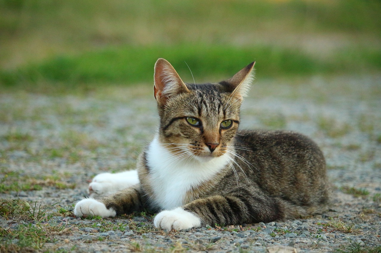 cat kitten mieze free photo