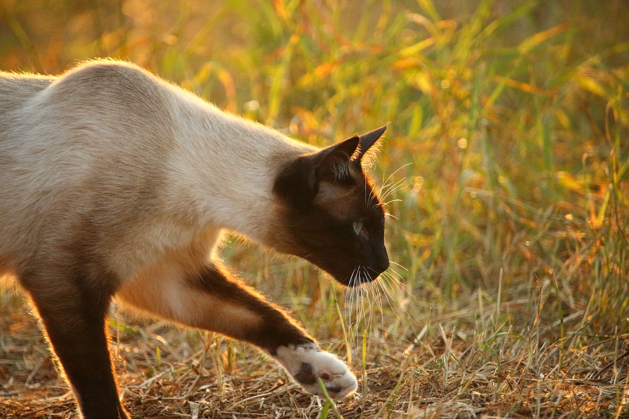 cat kitten mieze free photo