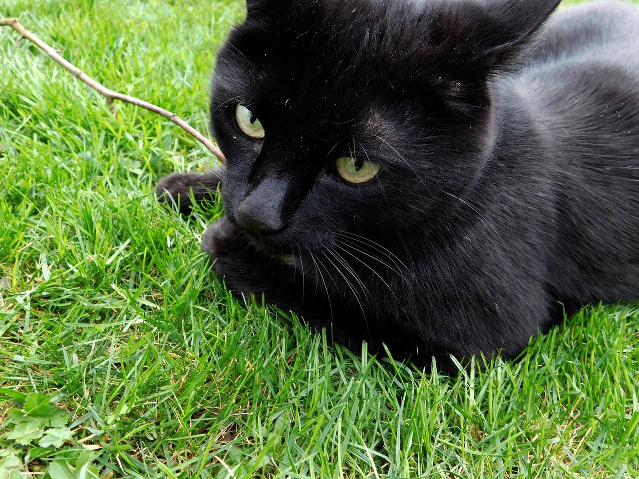 cat black cat mieze free photo