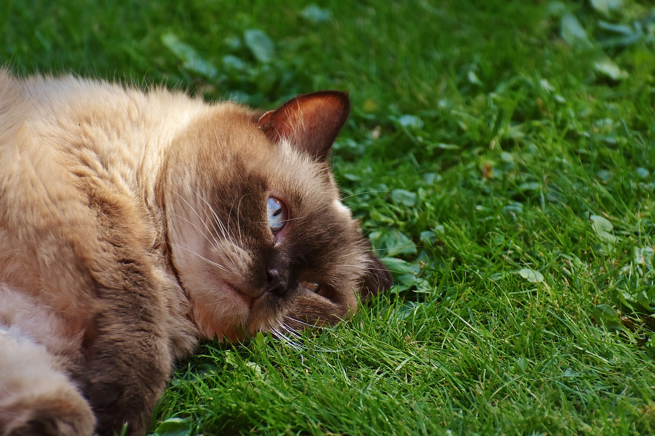 cat british shorthair thoroughbred free photo