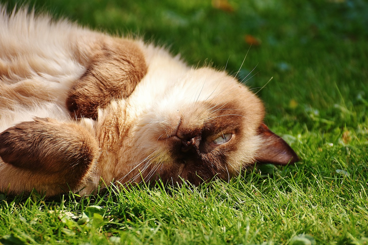 cat british shorthair thoroughbred free photo