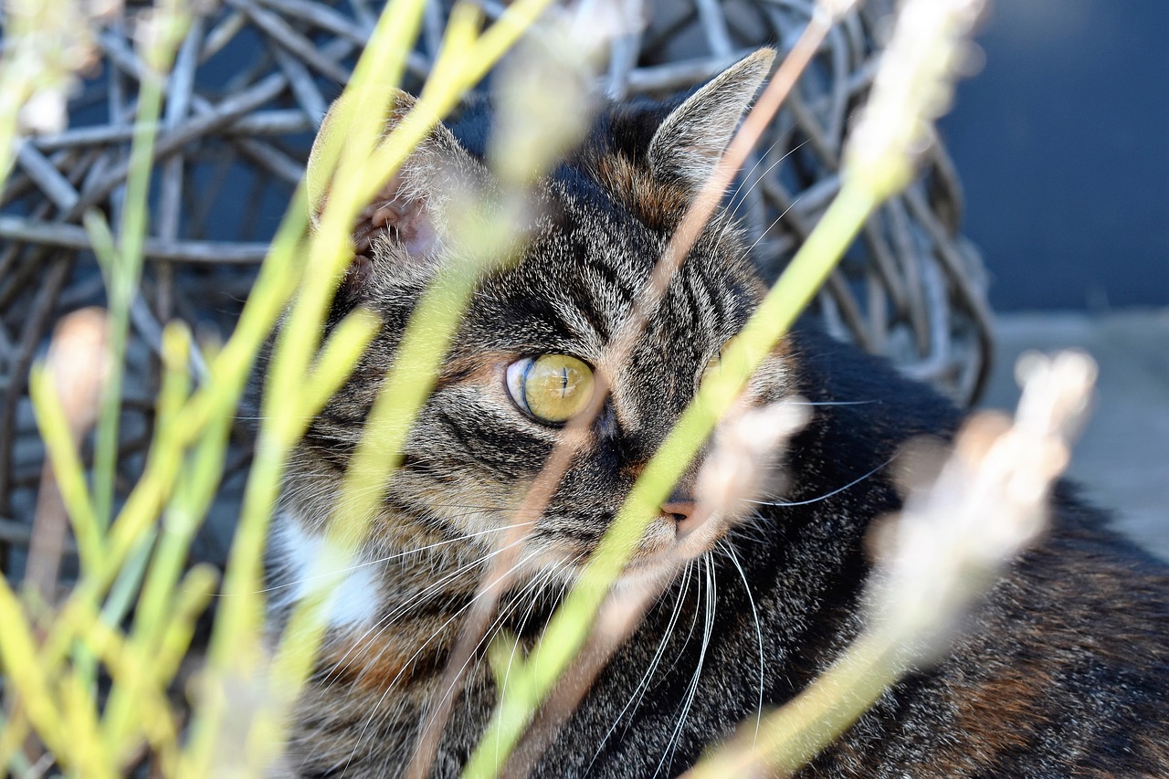 cat animal cat's eyes free photo