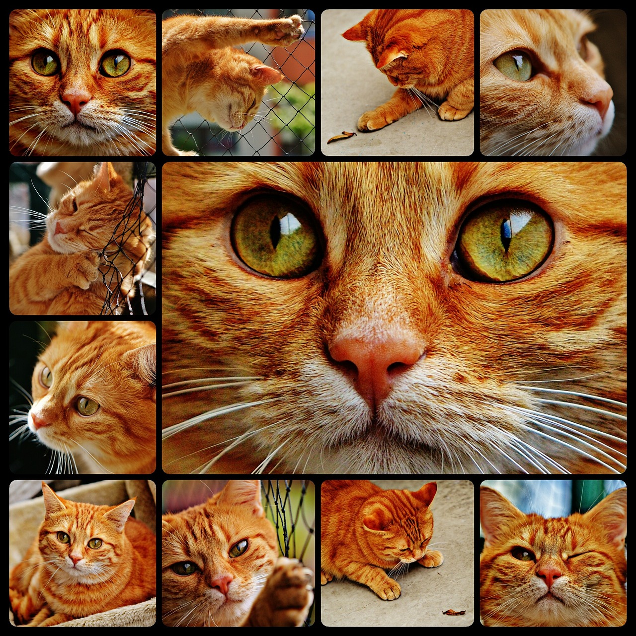 cat red collage free photo