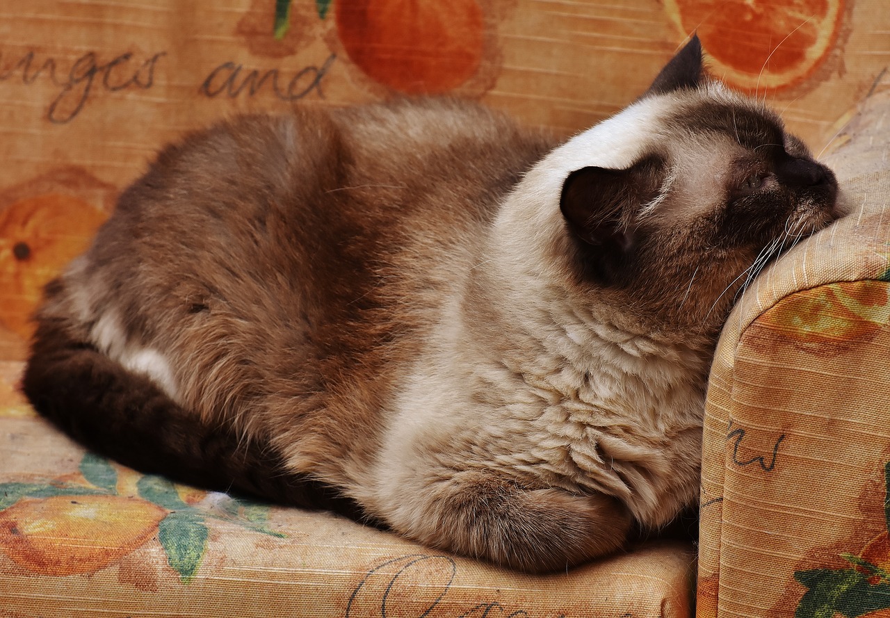 cat british shorthair thoroughbred free photo