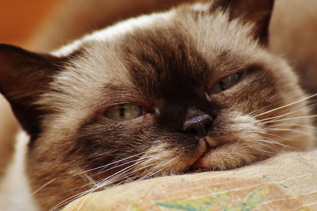 cat british shorthair thoroughbred free photo