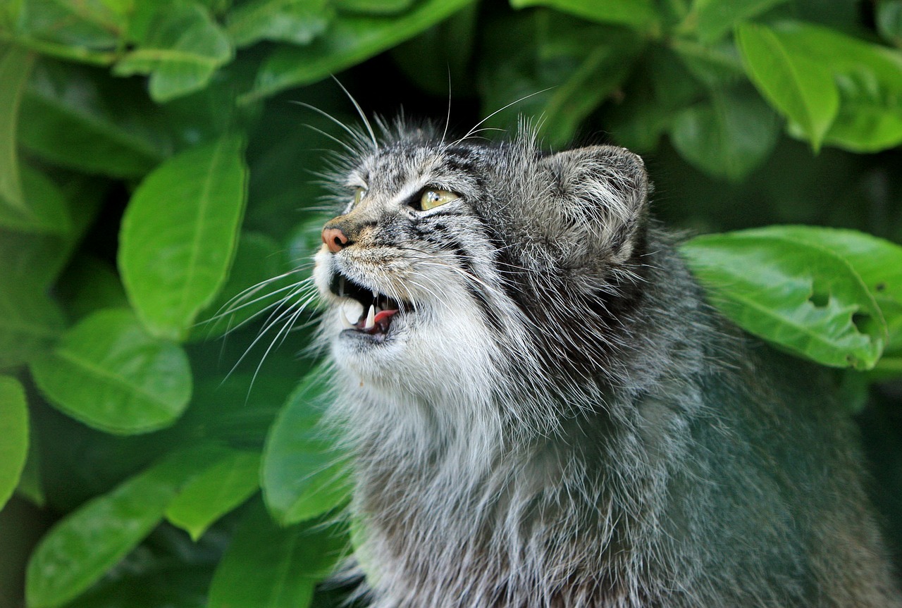 cat pallas cat cute free photo