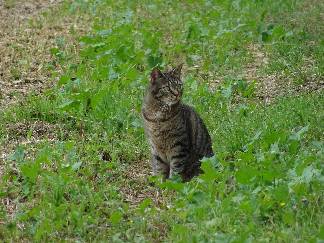 cat lurking kitten free photo