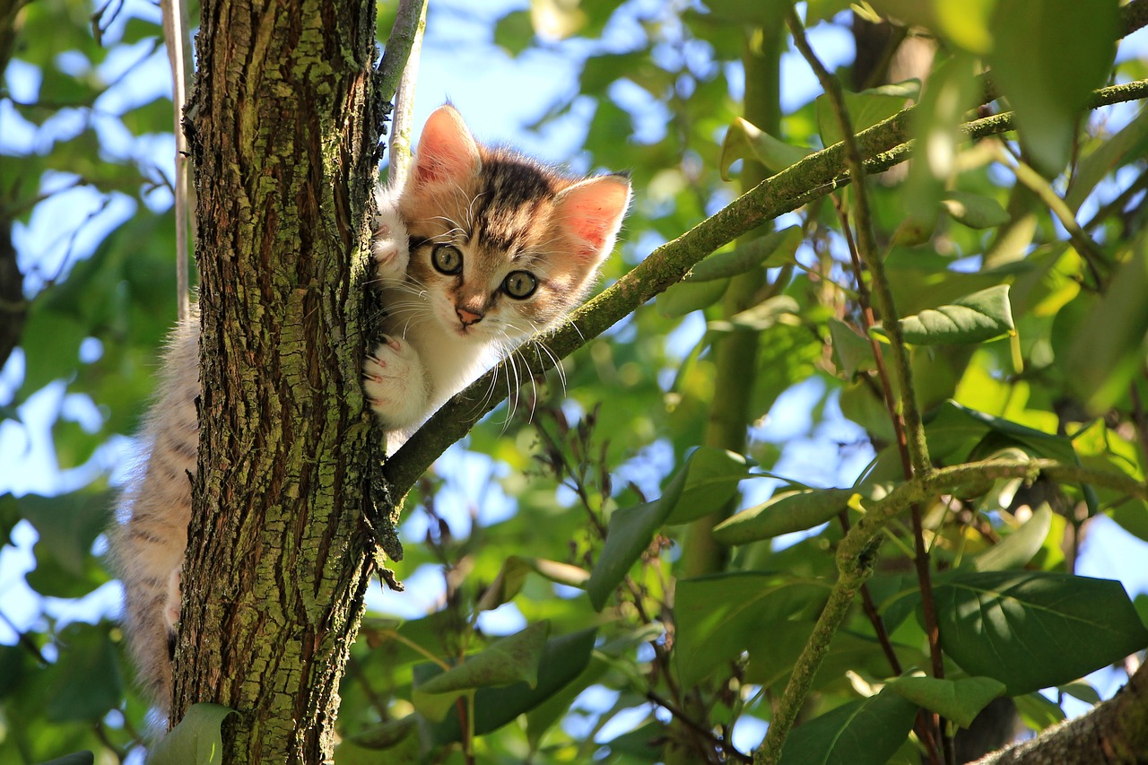 cat kitten tree free photo