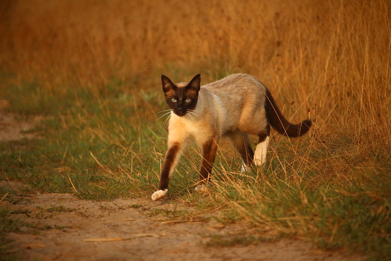 cat mieze kitten free photo