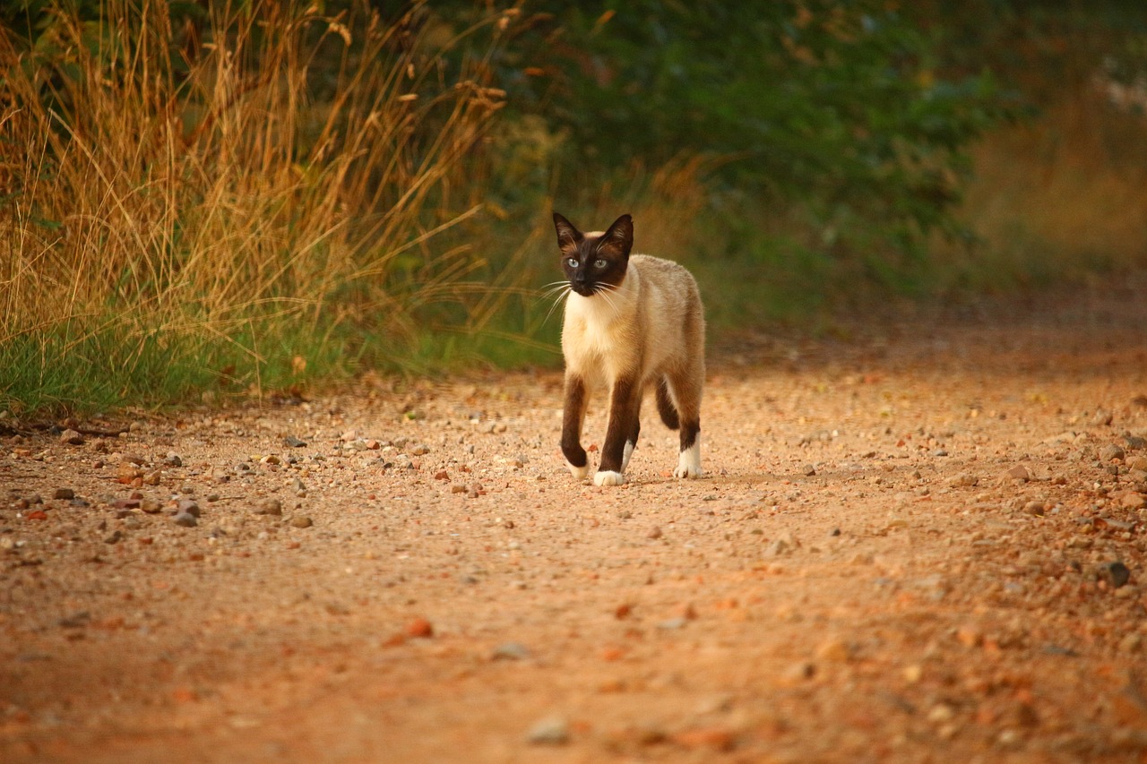 cat mieze kitten free photo