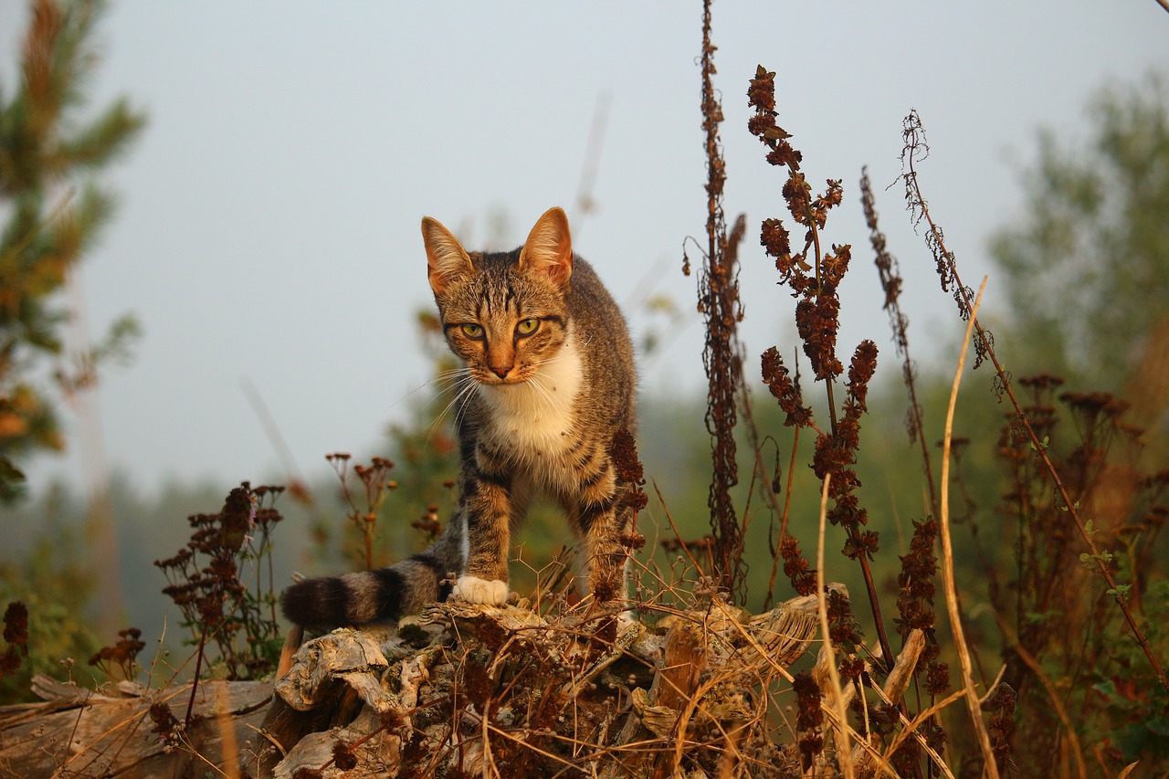 cat mieze kitten free photo