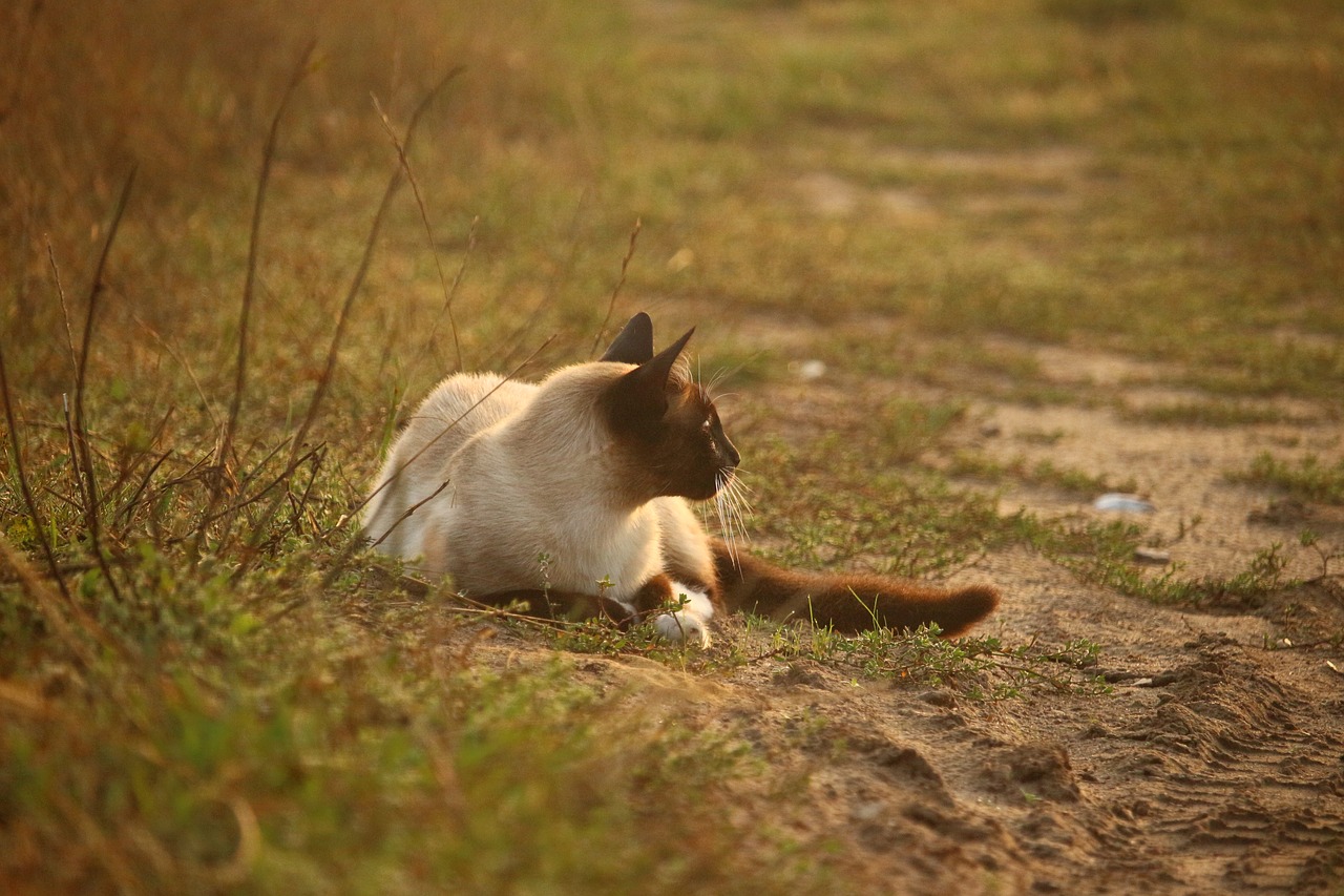 cat kitten mieze free photo