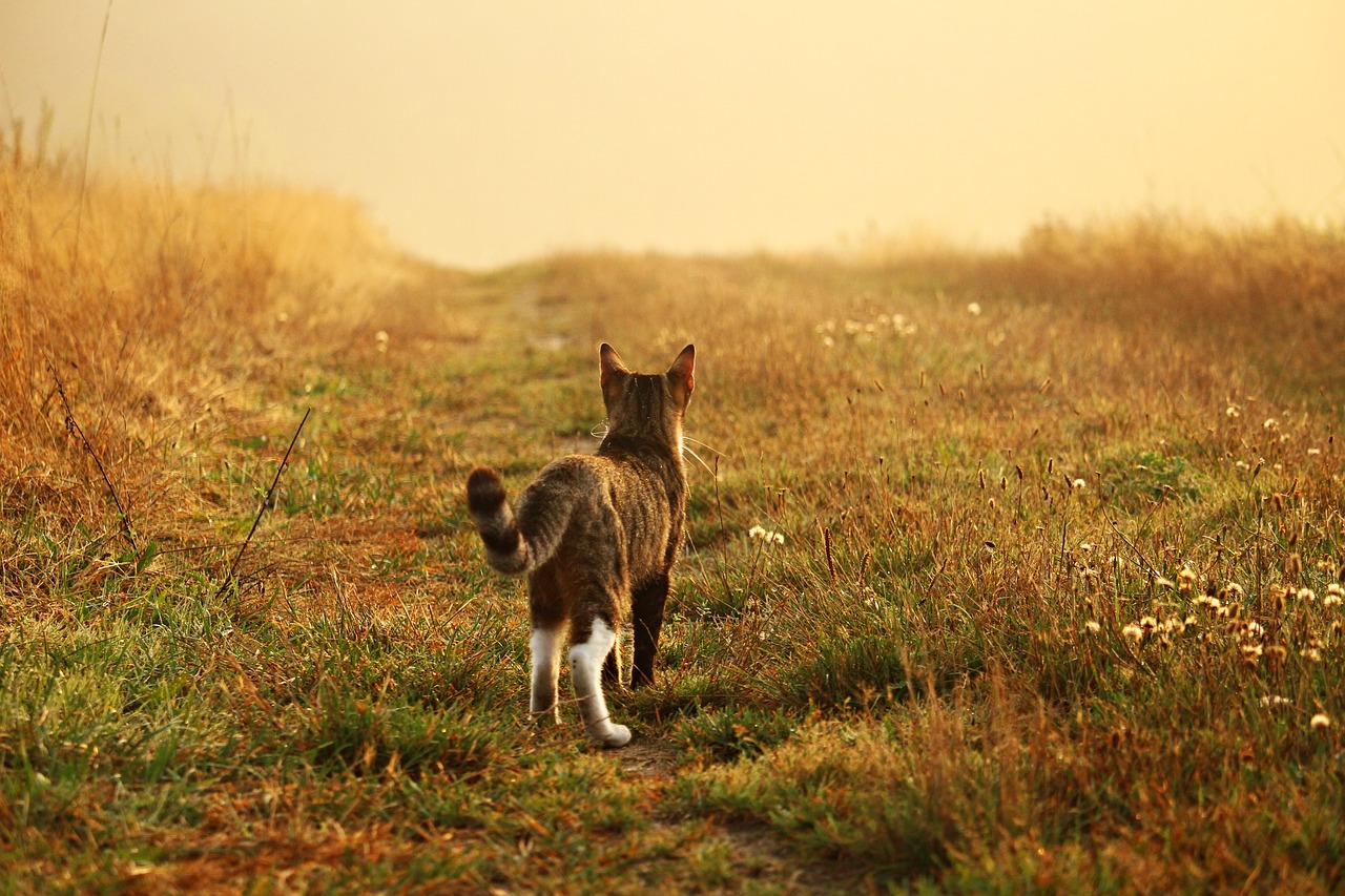 cat kitten mieze free photo