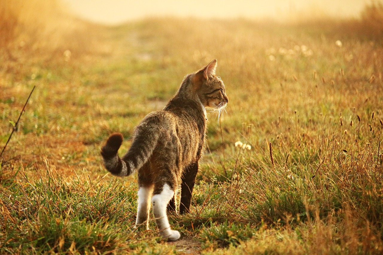 cat kitten mieze free photo