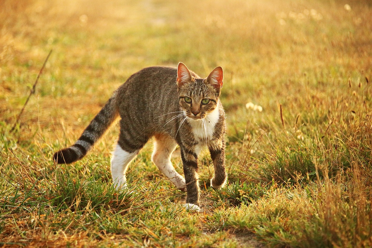 cat kitten mieze free photo