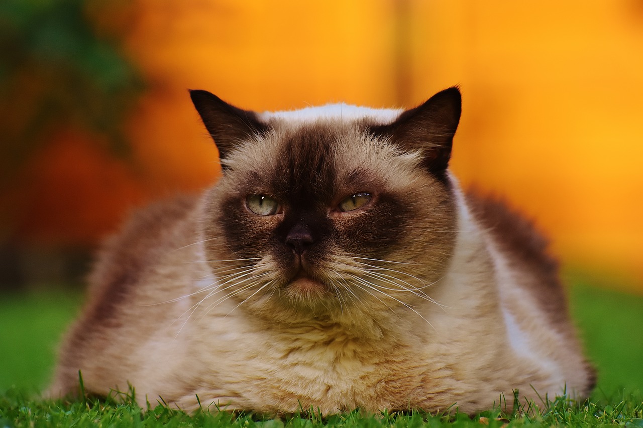 cat british shorthair thoroughbred free photo