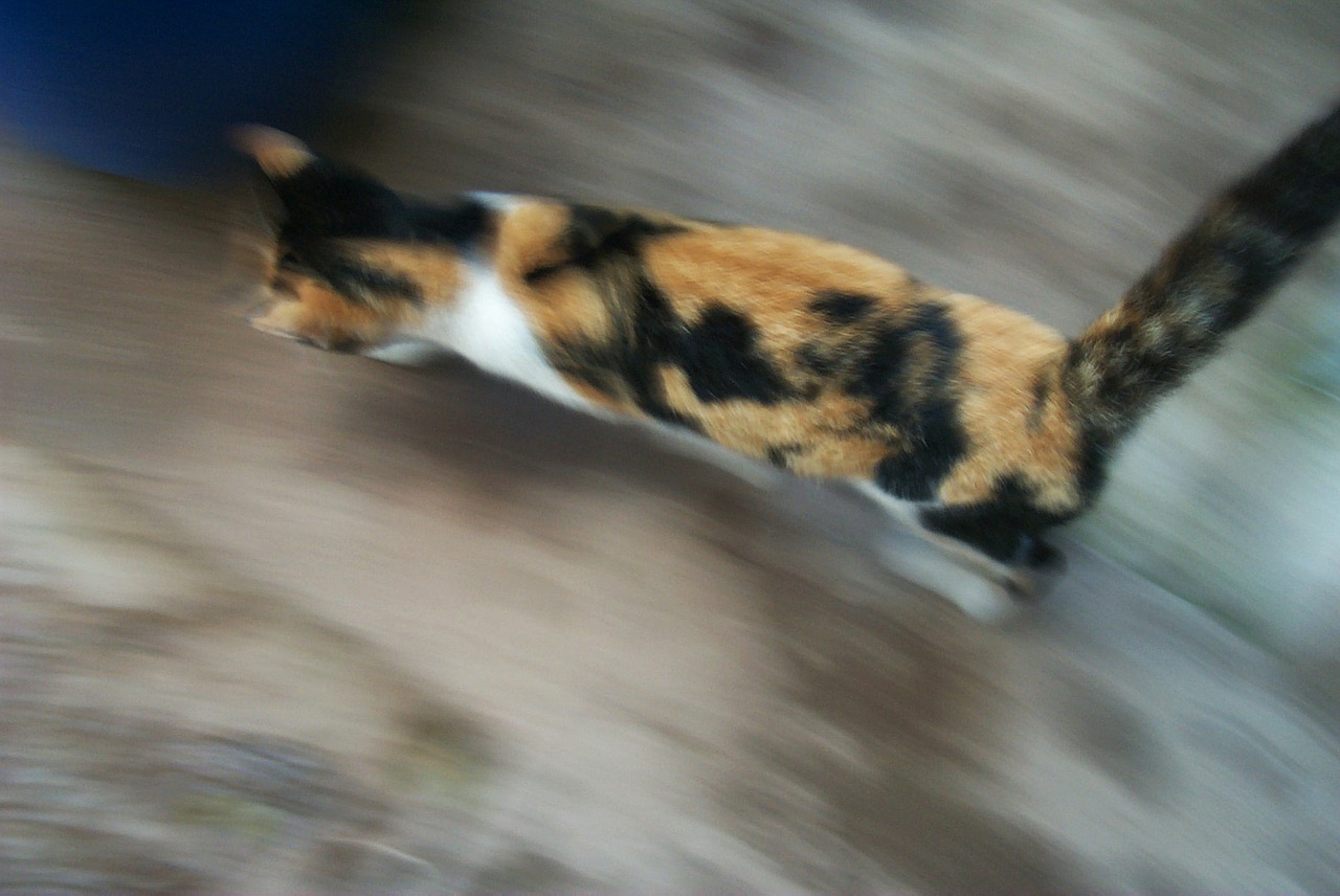 cat speed feline free photo